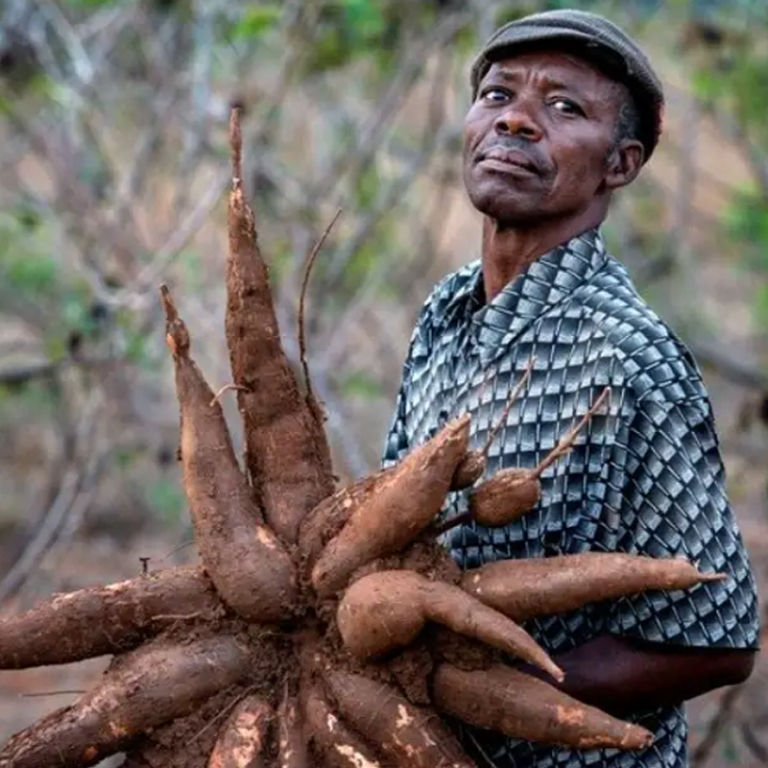 Cassava