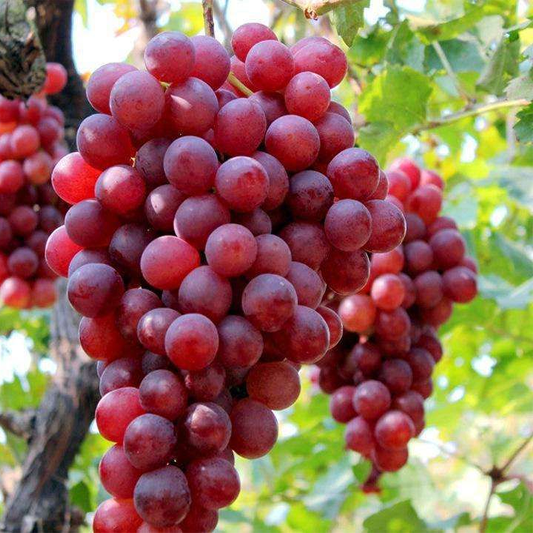 Grape