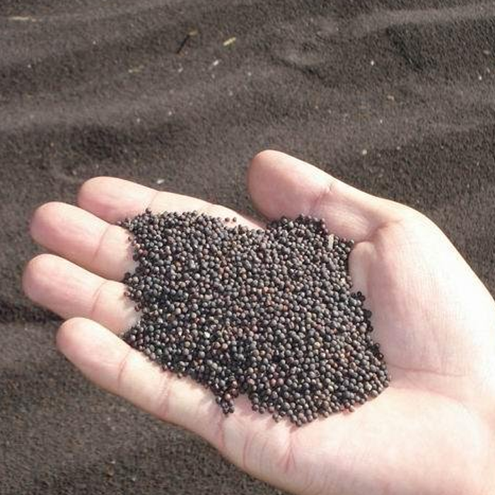 Rapeseed 1
