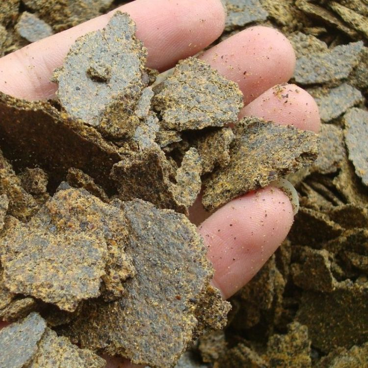 Rapeseed meal 1